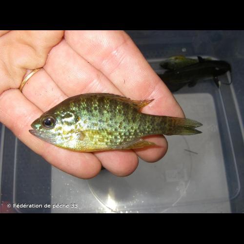 <i>Lepomis gibbosus</i> (Linnaeus, 1758) © Fédération de pêche 33