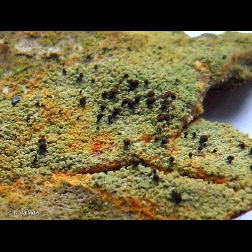 <i>Chaenotheca ferruginea</i> (Turner) Mig., 1930 &copy; J. Vallade