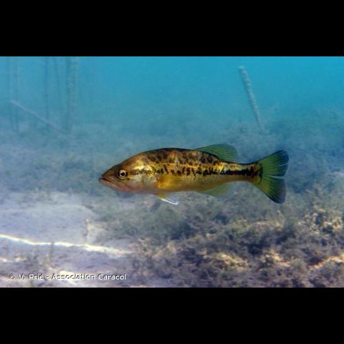 <i>Micropterus salmoides</i> (Lacepède, 1802) &copy; V. Prié - Association Caracol