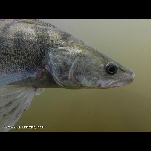 <i>Sander lucioperca</i> (Linnaeus, 1758) © Yannick LEDORÉ, FFAL