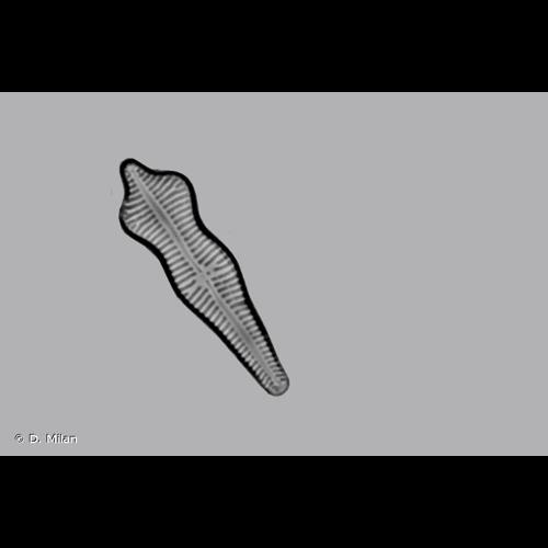 <i>Gomphonema acuminatum</i> Ehrenberg, 1832 © D. Milan