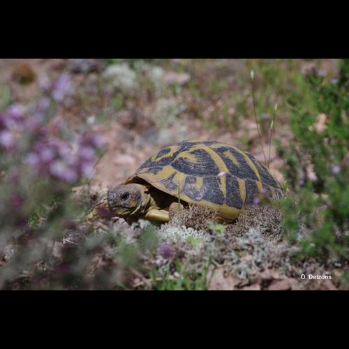 <i>Testudo hermanni</i> Gmelin, 1789 &copy; O. Delzons