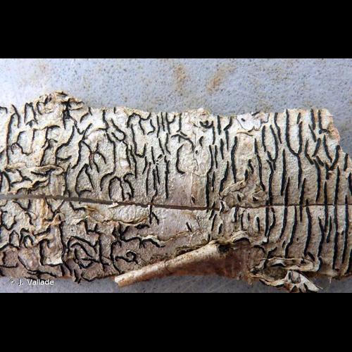 <i>Graphis scripta</i> (L.) Ach., 1809 © J. Vallade