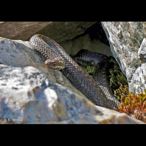 <i>Vipera berus berus</i> (Linnaeus, 1758) © S. Wroza
