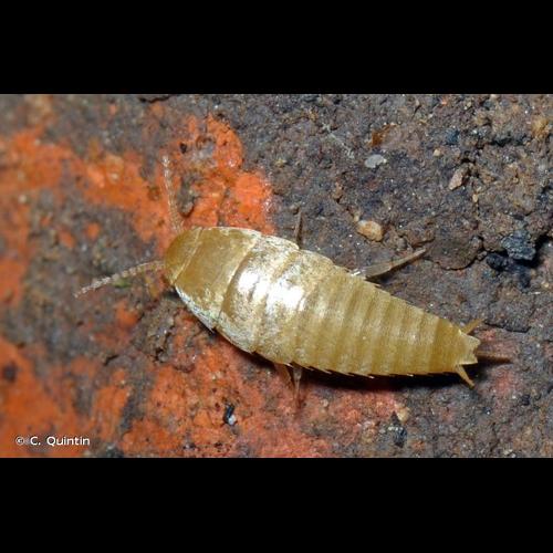 <i>Atelura formicaria</i> Heyden, 1855 © C. Quintin