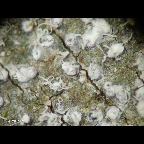 <i>Opegrapha vermicellifera</i> (J.Kunze) J.R.Laundon, 1963 © H. TINGUY