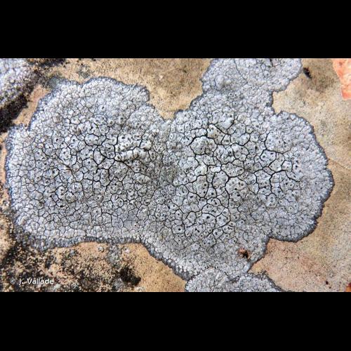 <i>Diploschistes actinostomus</i> (Ach.) Zahlbr., 1892 © J. Vallade