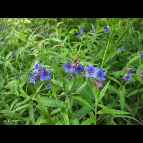 <i>Aegonychon purpurocaeruleum</i> (L.) Holub, 1973 © NULL