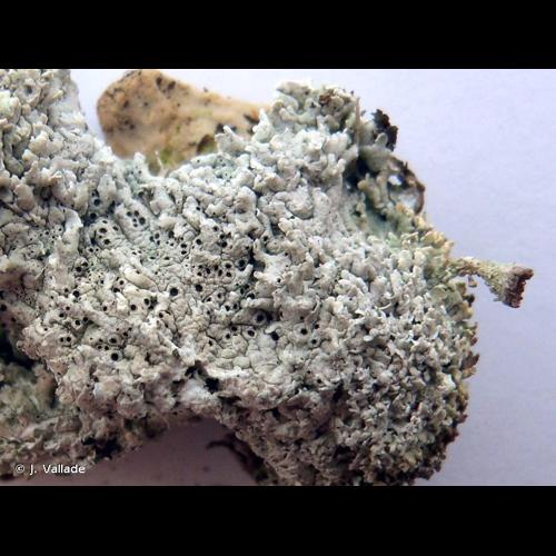 <i>Diploschistes muscorum</i> (Scop.) R.Sant., 1980 © J. Vallade