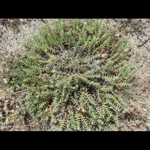 <i>Alkanna matthioli</i> Tausch, 1824 &copy; H. TINGUY