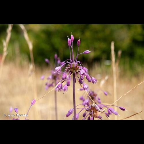 <i>Allium carinatum</i> L., 1753 © A.-H. Paradis