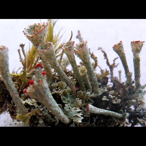<i>Cladonia pleurota</i> (Flörke) Schaer., 1850 &copy; J. Vallade
