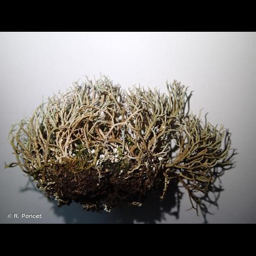 <i>Cladonia furcata </i>(Huds.) Schrad., 1794 subsp.<i> furcata</i> © R. Poncet