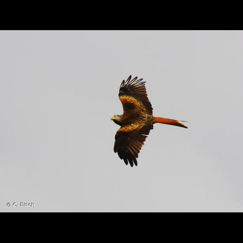 <i>Milvus milvus</i> (Linnaeus, 1758) © C. Bisch