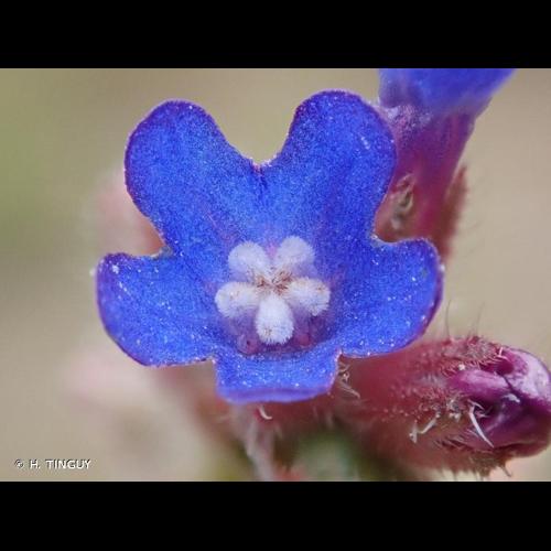 <i>Anchusa procera</i> Besser ex Link, 1821 © H. TINGUY