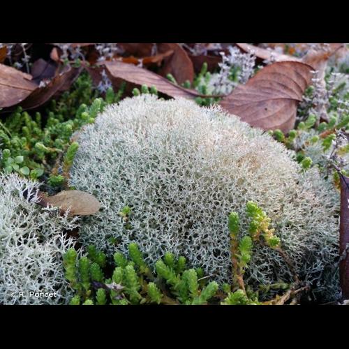 <i>Cladonia rangiformis</i> Hoffm., 1796 © R. Poncet