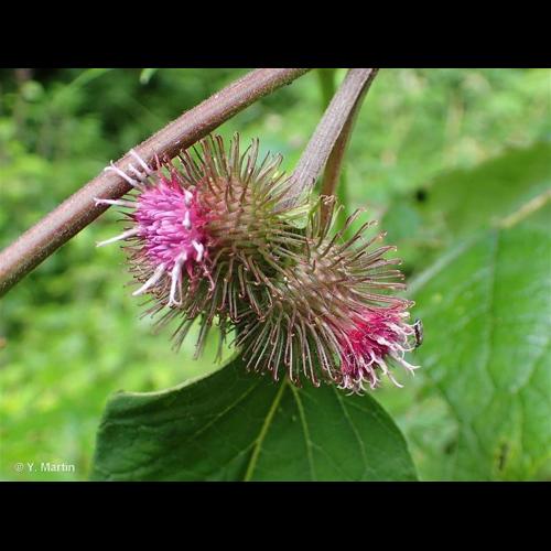 <i>Arctium nemorosum</i> Lej., 1833 © NULL
