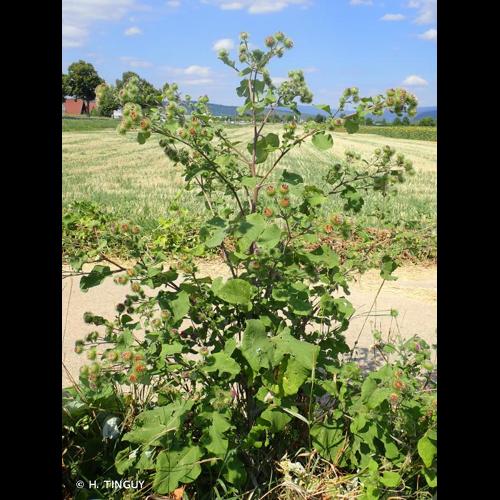 <i>Arctium </i>x<i> nothum</i> (Ruhmer) J.Weiss, 1902 © H. TINGUY