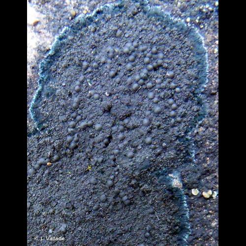 <i>Placynthium nigrum</i> (Huds.) Gray, 1821 © J. Vallade