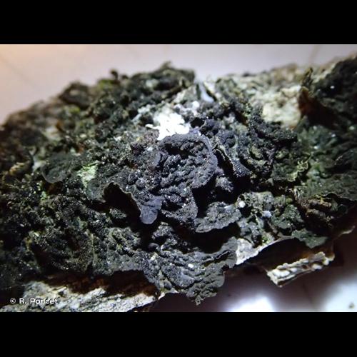 <i>Collema furfuraceum</i> (Schaer.) Du Rietz, 1929 &copy; R. Poncet