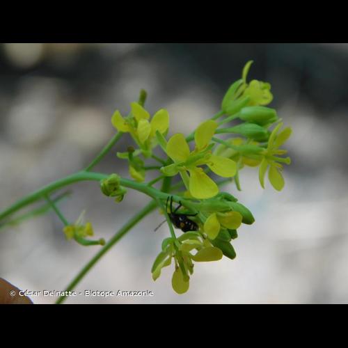 <i>Brassica juncea</i> (L.) Czern., 1859 &copy; César Delnatte - Biotope Amazonie