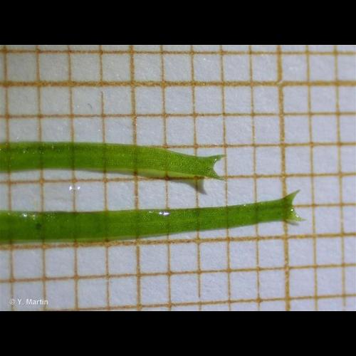 <i>Callitriche hamulata</i> Kütz. ex W.D.J.Koch, 1837 © NULL