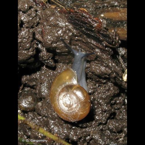 <i>Aegopinella nitidula</i> (Draparnaud, 1805) © O. Gargominy