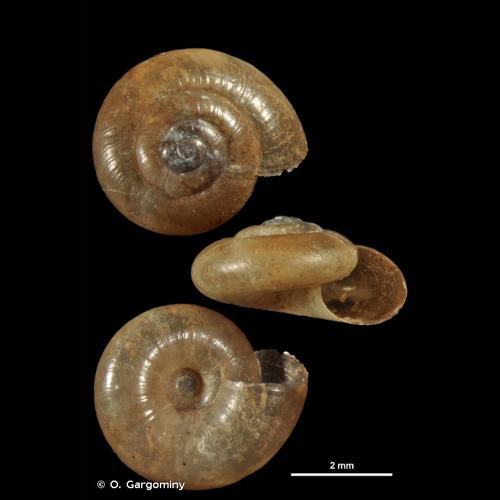 <i>Aegopinella pura</i> (Alder, 1830) © O. Gargominy
