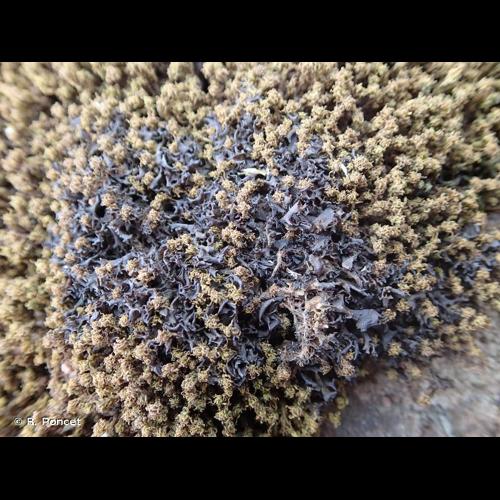 <i>Scytinium palmatum</i> (Huds.) Gray, 1821 &copy; R. Poncet