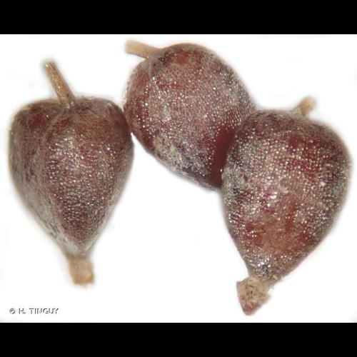 <i>Carex agastachys</i> Ehrh. ex L.f., 1782 © H. TINGUY