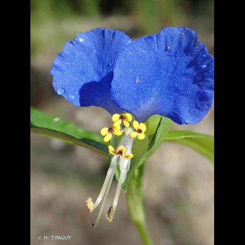 <i>Commelina communis</i> L., 1753 © H. TINGUY