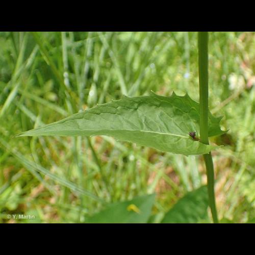 <i>Crepis paludosa</i> (L.) Moench, 1794 &copy; NULL