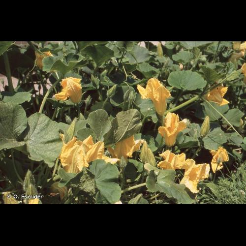 <i>Cucurbita pepo</i> L., 1753 © O. Escuder