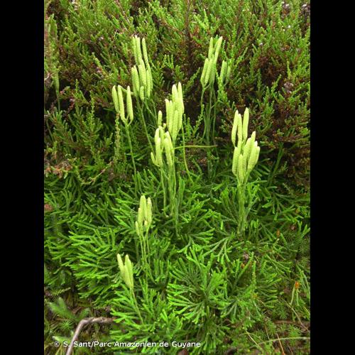 <i>Diphasiastrum tristachyum</i> (Pursh) Holub, 1975 © S. Sant/Parc Amazonien de Guyane