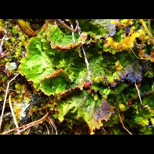 <i>Peltigera aphthosa</i> (L.) Willd., 1787 © R. Poncet