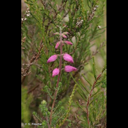 <i>Erica ciliaris</i> L., 1753 &copy; S. Filoche