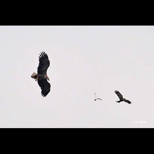 <i>Haliaeetus albicilla</i> (Linnaeus, 1758) &copy; J.P. Siblet