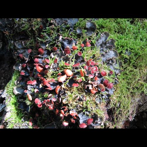 <i>Peltigera horizontalis</i> (Huds.) Baumg., 1790 © H. Tinguy