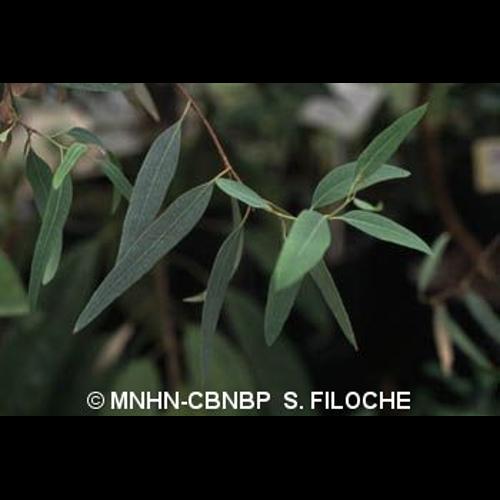 <i>Eucalyptus camaldulensis</i> Dehnh., 1832 [nom. et typ. cons.] &copy; MNHN-CBNBP S. Filoche