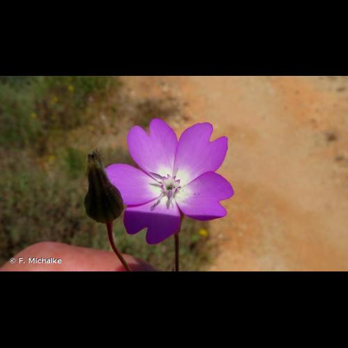 <i>Eudianthe coelirosa</i> (L.) Rchb., 1844 © F. Michalke