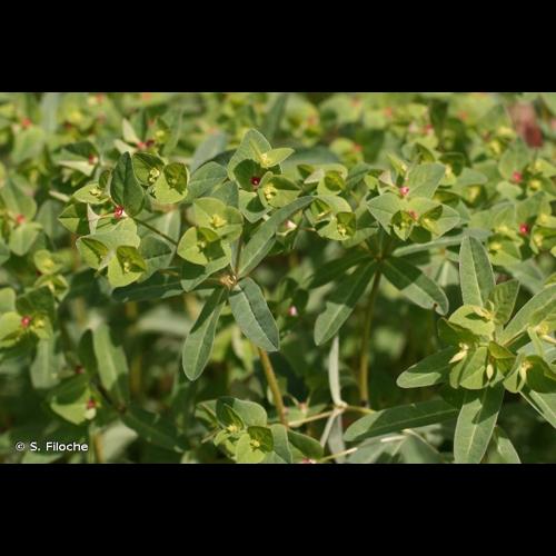 <i>Euphorbia dulcis</i> L., 1753 © S. Filoche