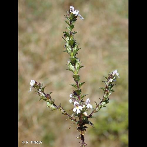 <i>Euphrasia nemorosa</i> (Pers.) Wallr., 1815 © H. TINGUY