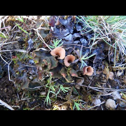 <i>Peltigera rufescens</i> (Weiss) Humb., 1793 © J. Vallade
