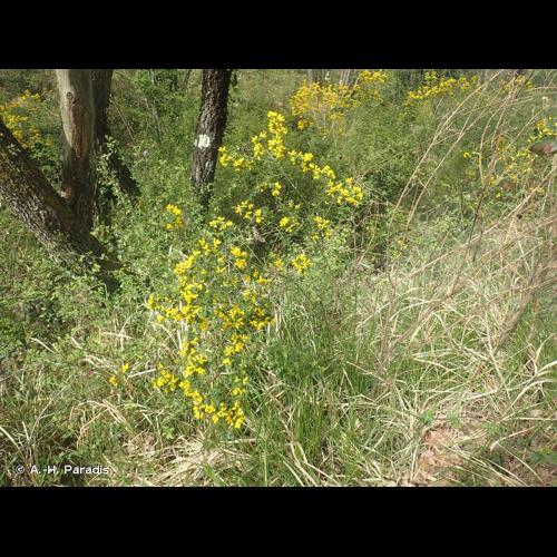 <i>Genista monspessulana</i> (L.) L.A.S.Johnson, 1962 &copy; A.-H. Paradis
