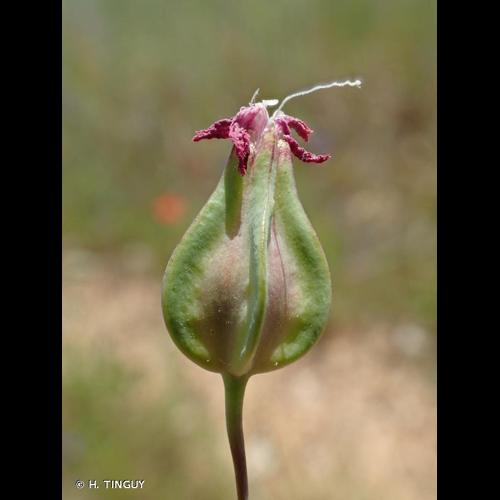<i>Gypsophila vaccaria</i> (L.) Sm., 1809 © H. TINGUY