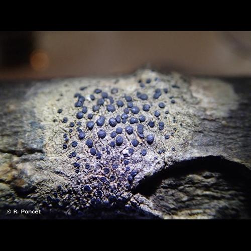 <i>Lecidella elaeochroma</i> (Ach.) M.Choisy, 1950 © R. Poncet