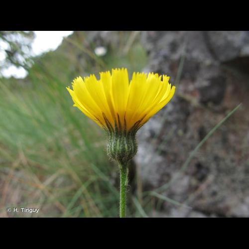 <i>Hieracium schmidtii</i> Tausch, 1828 &copy; H. Tinguy