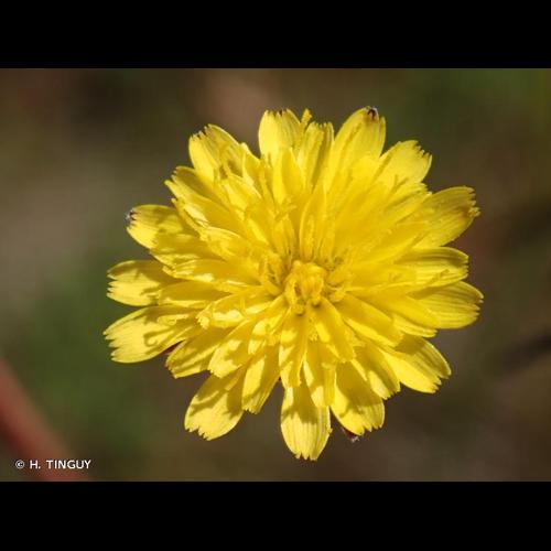 <i>Hypochaeris glabra</i> L., 1753 &copy; H. TINGUY
