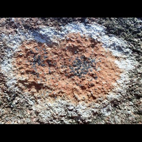 <i>Lecidea lithophila</i> (Ach.) Ach., 1814 &copy; H. TINGUY