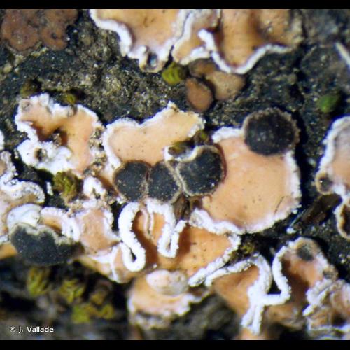 <i>Psora decipiens</i> (Hedw.) Hoffm., 1794 © J. Vallade